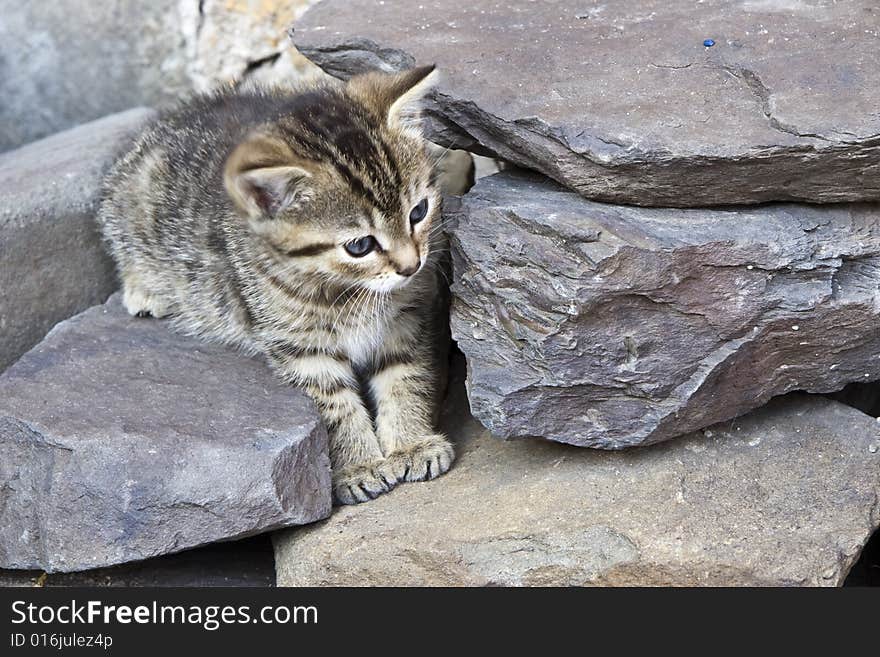 Little domestic cat with green eyes. Little domestic cat with green eyes