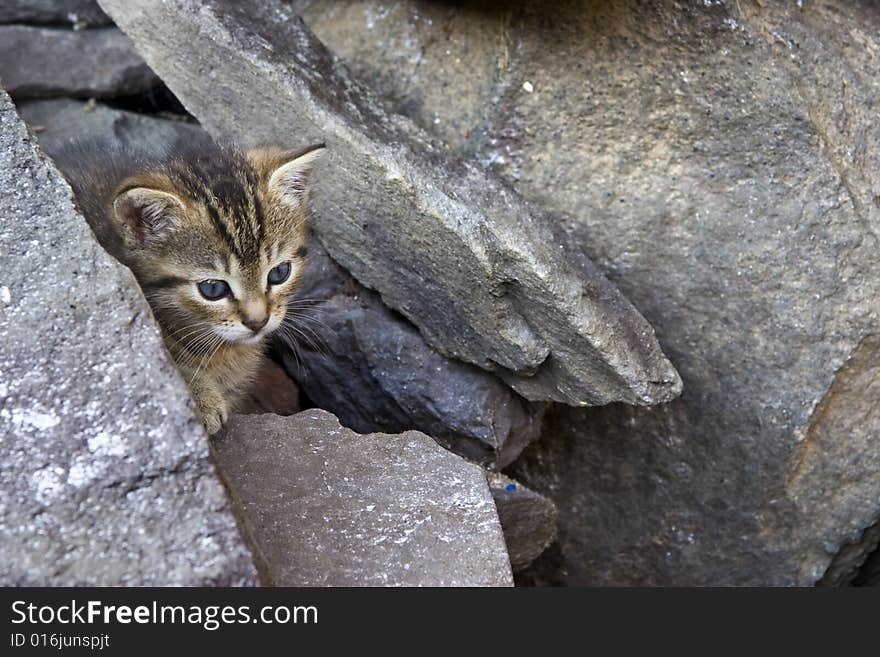 Little domestic cat with green eyes. Little domestic cat with green eyes