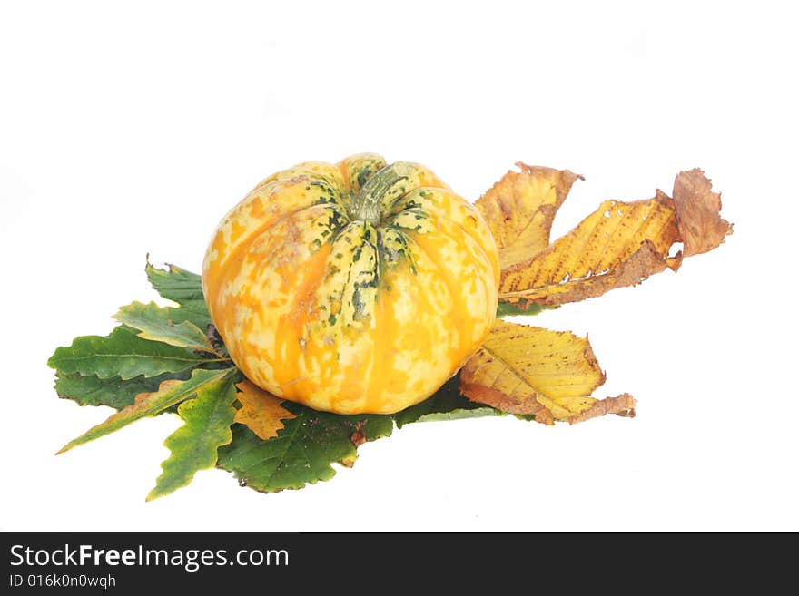 Squash On Leaves