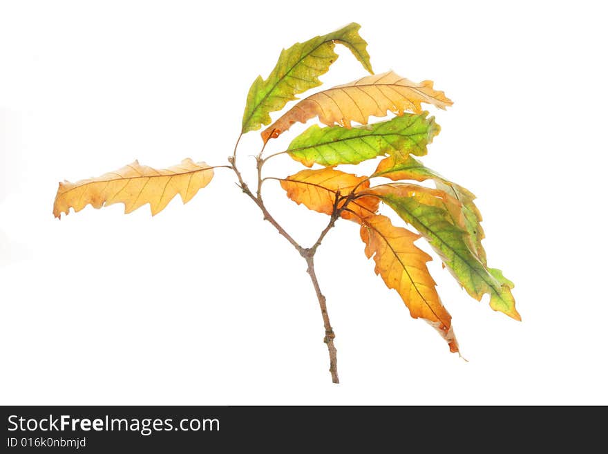 Autumn oak leaves and twig. Autumn oak leaves and twig