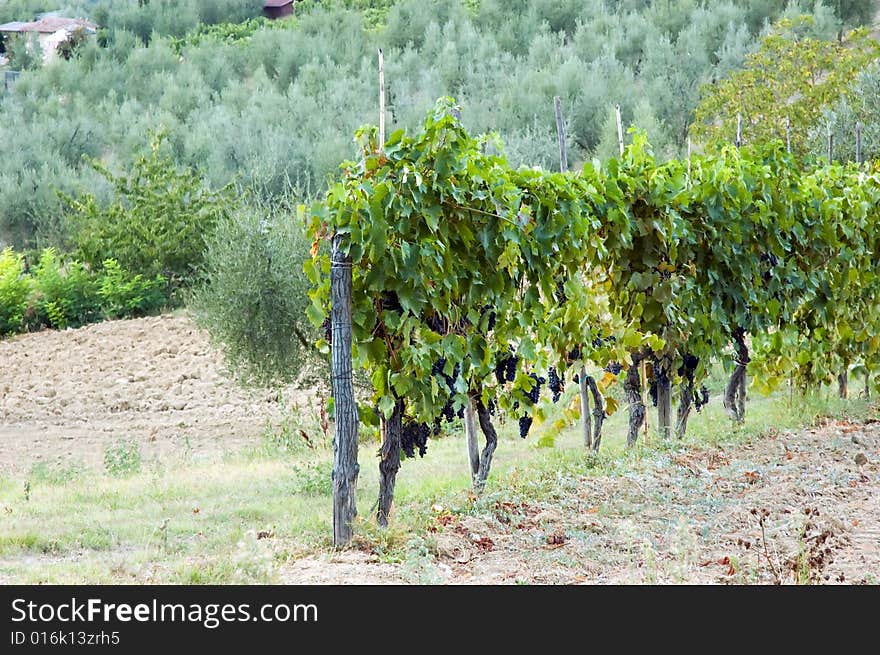 Vineyards Tuscany