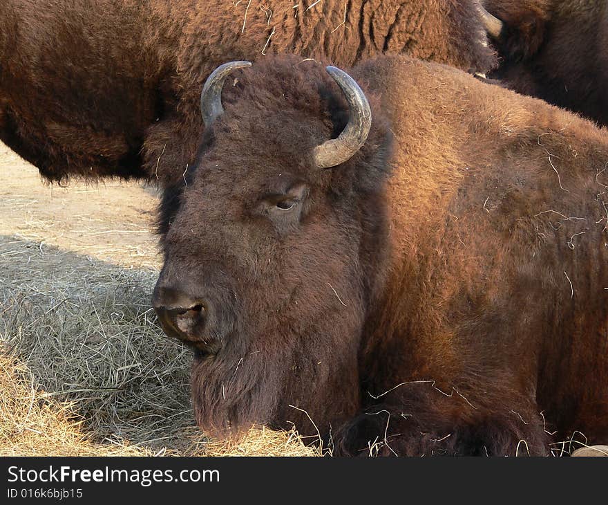 Bison