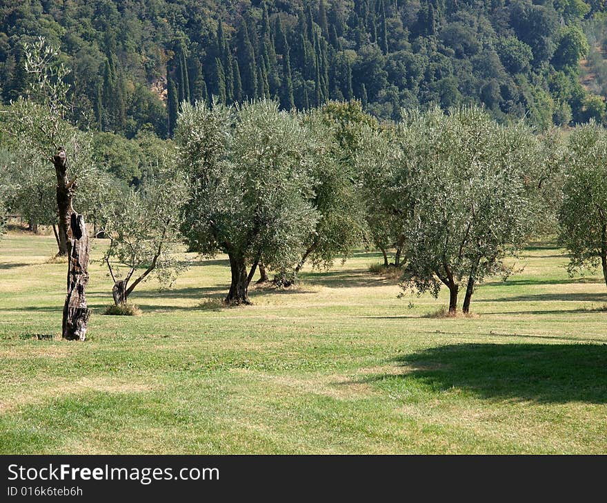 Field of olive trees