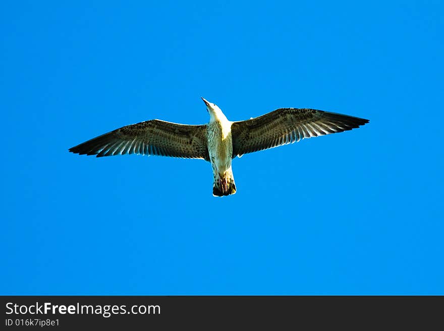 Seagull flying