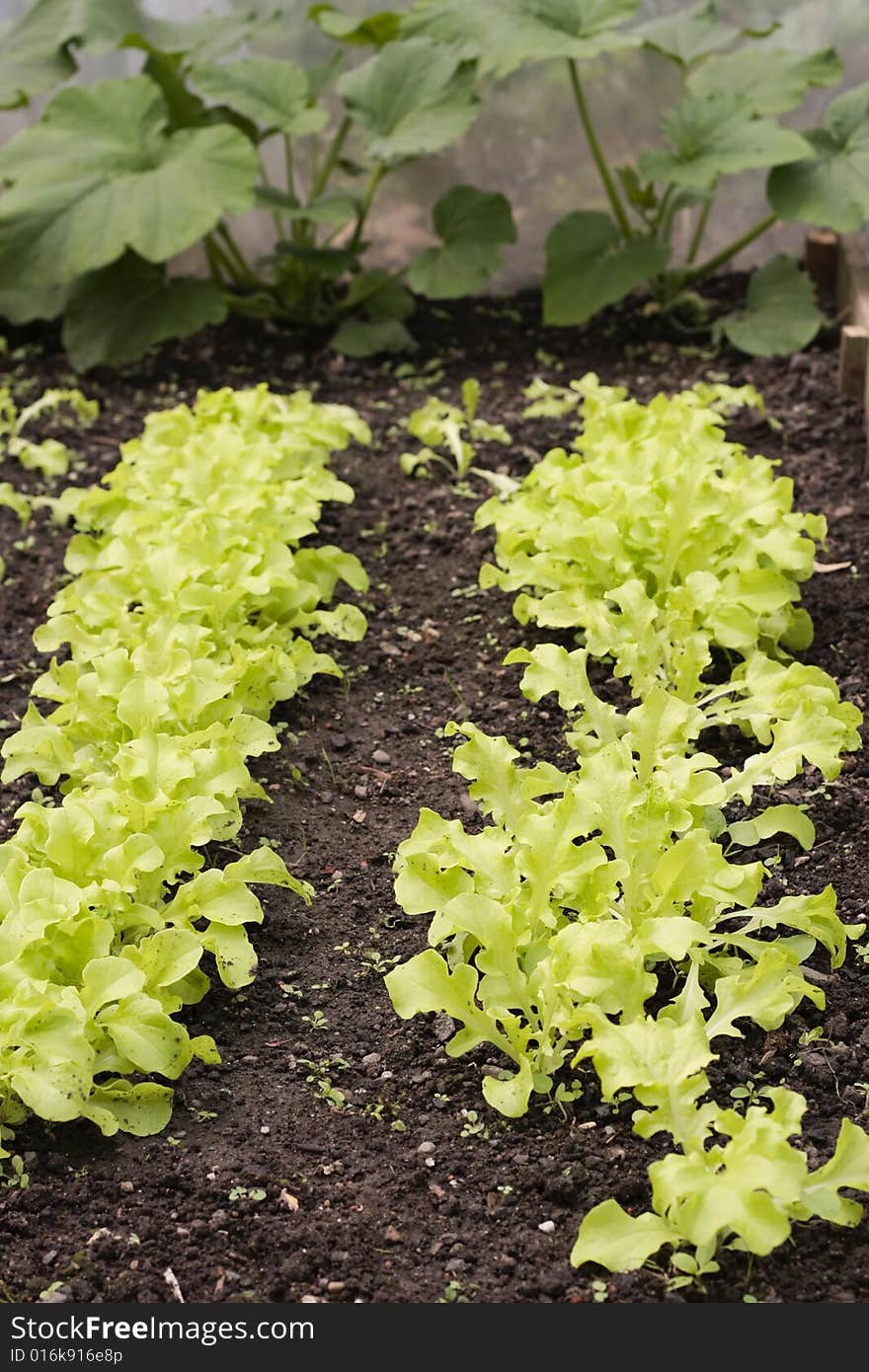 Rows of growing letucce