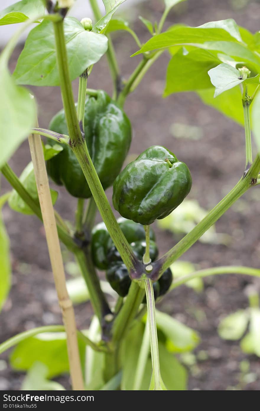 Pepper Plant