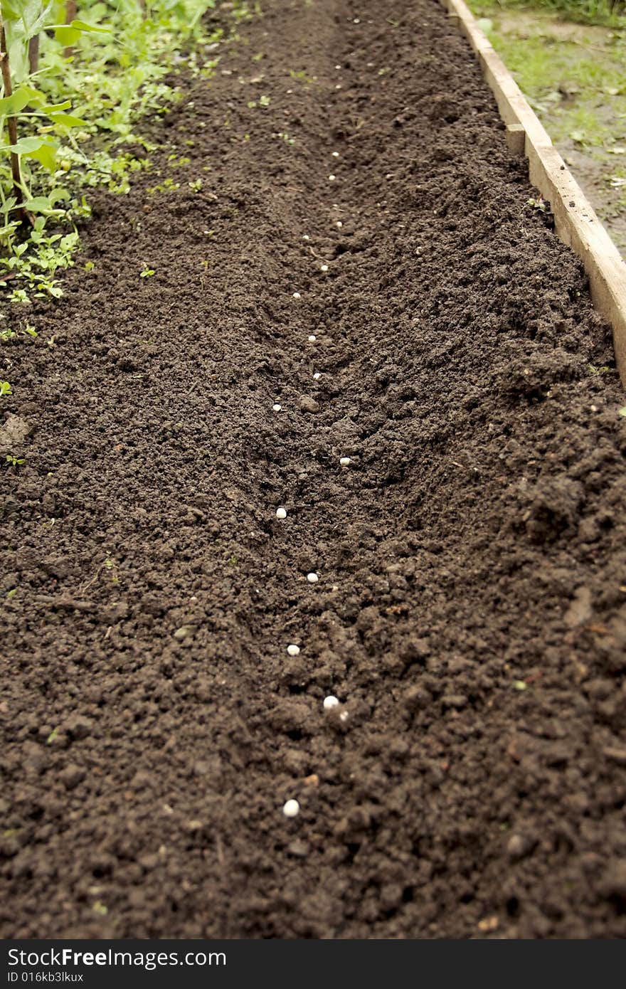 Peas Sowed In Greenhouse