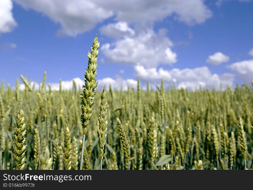 Summer scene in germany. cornfield infront of cloudy sky