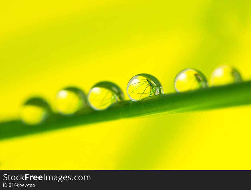 Fresh Morning dew on green grass with reflections