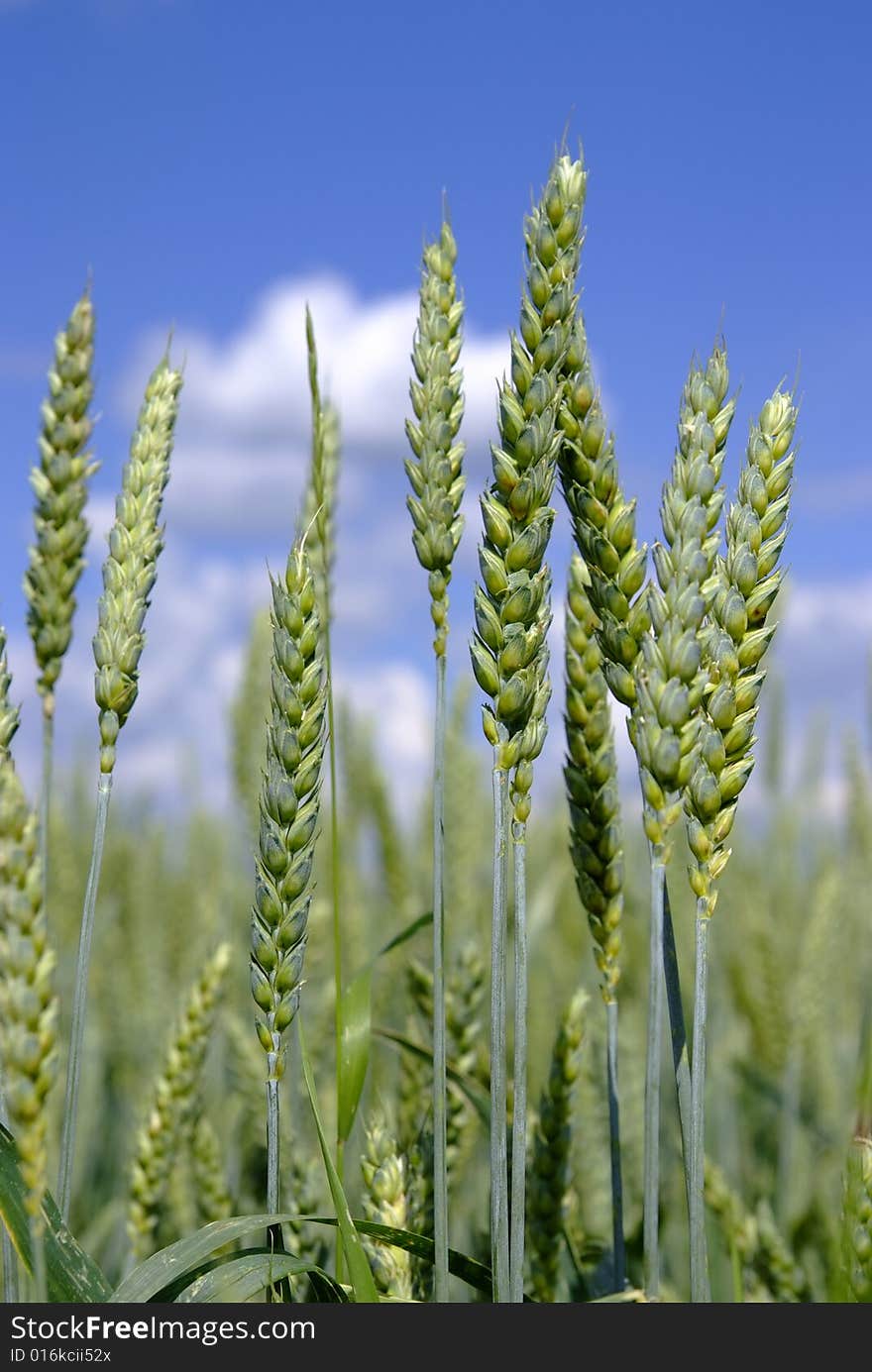 Cornfield Detail