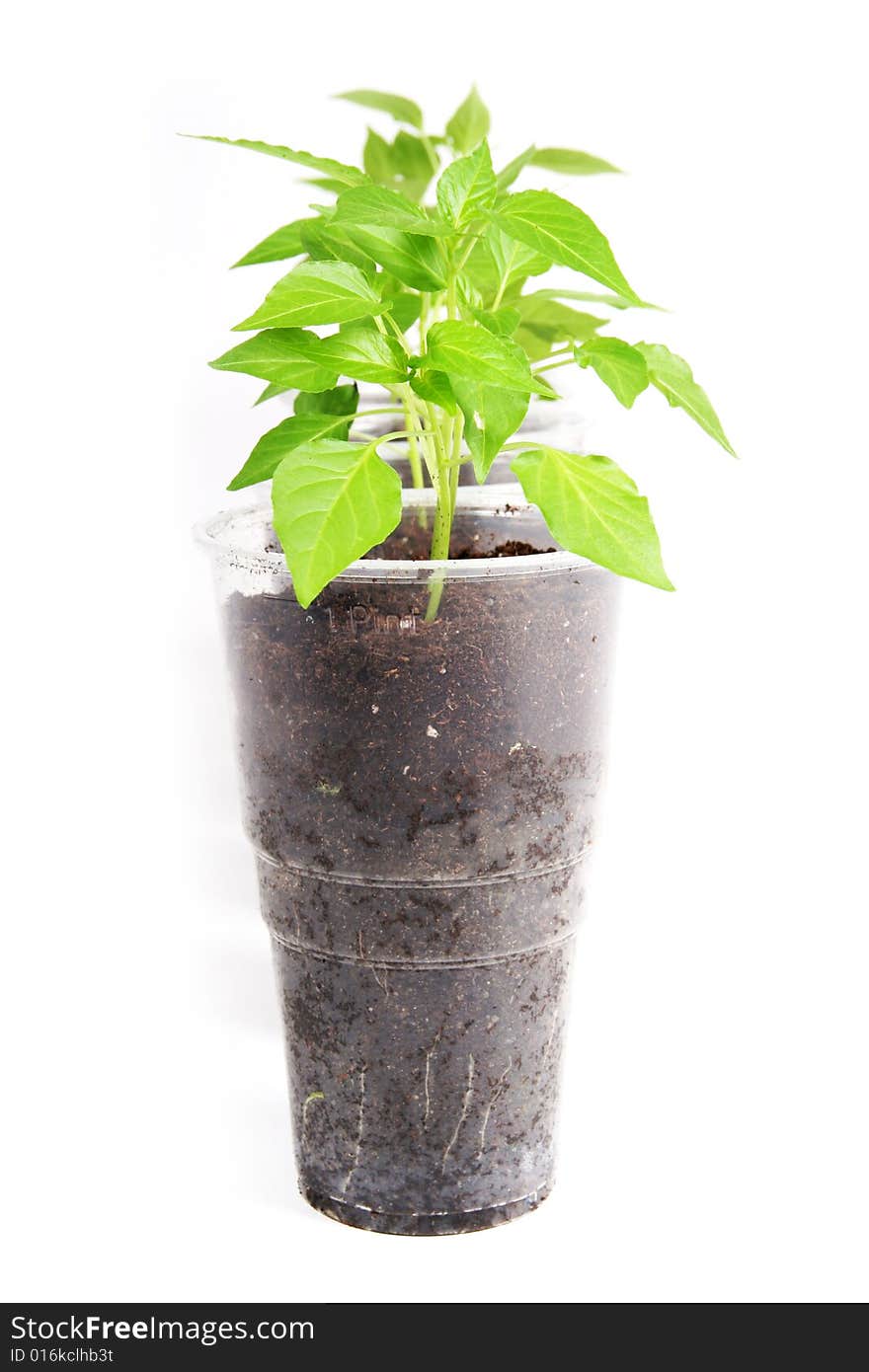 Fresh young plants isolated on white background