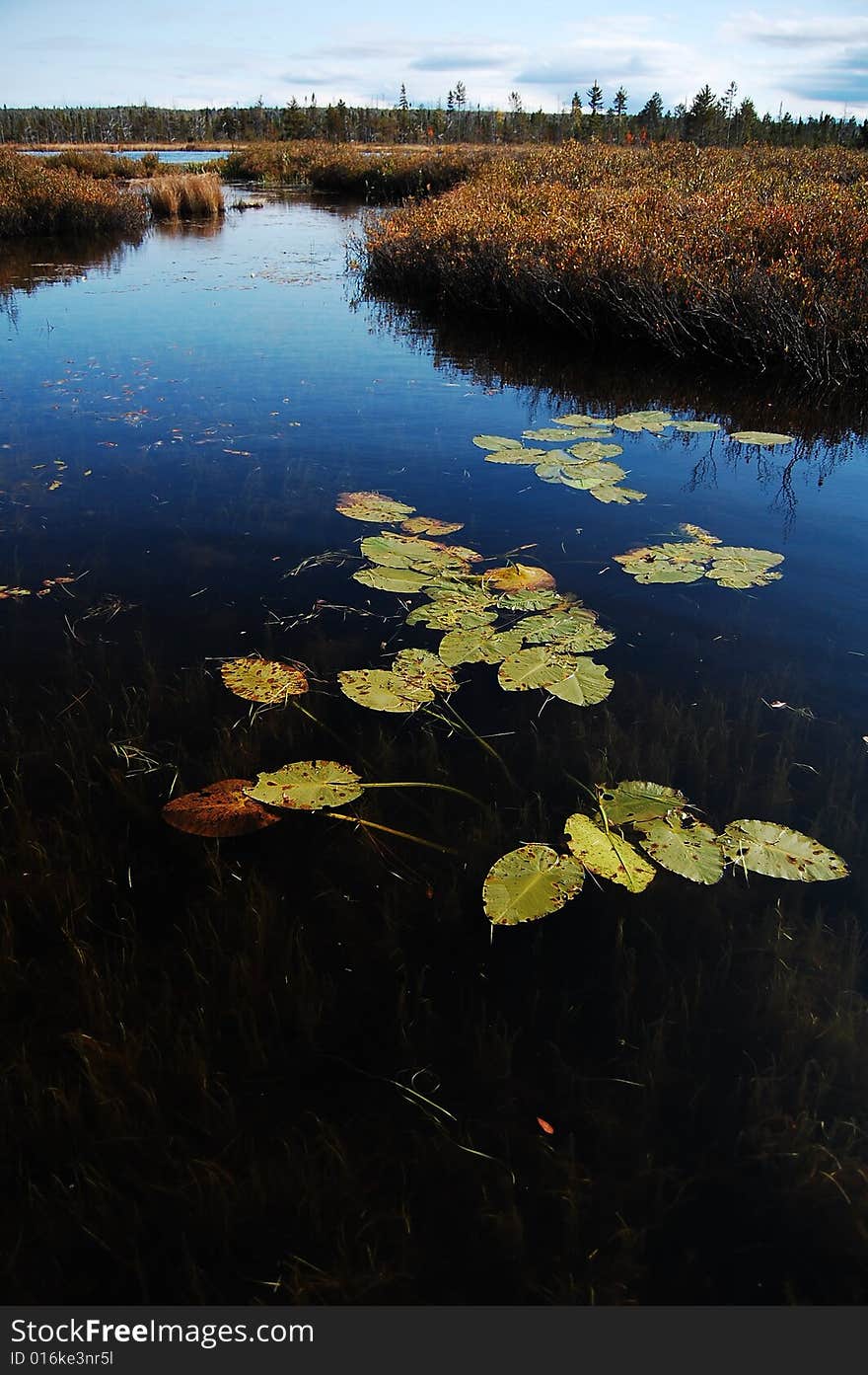 The swamps and rivers of a flooding area.