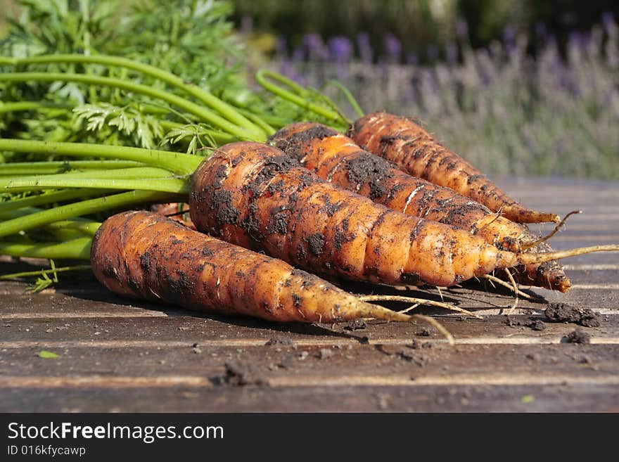 Carrots on garden table