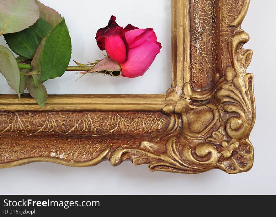 A red rose on an aged picture frame. A red rose on an aged picture frame