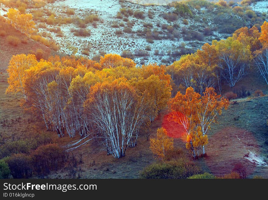 Beautiful silver birch in fall