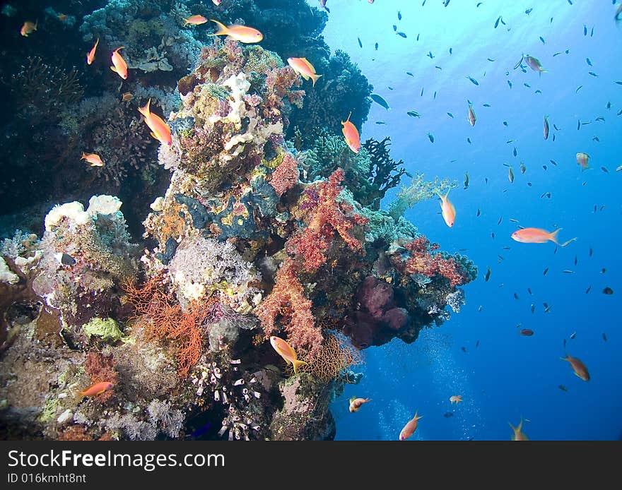 Coral and fish taken in the Red Sea.