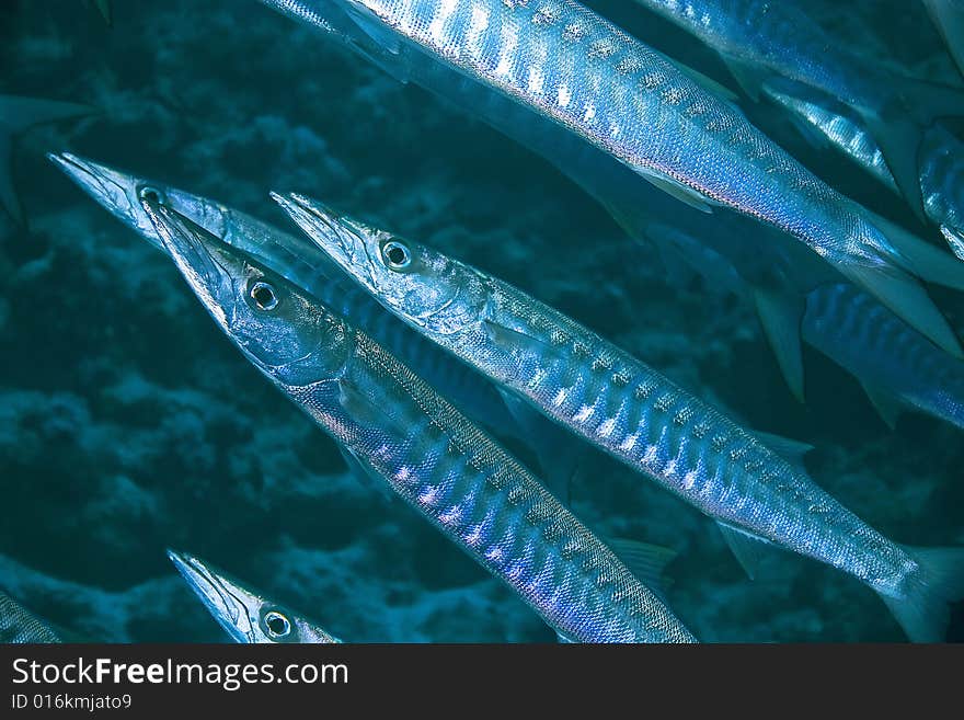 Great Barracuda (Sphyraena barracuda) taken in the Red Sea.