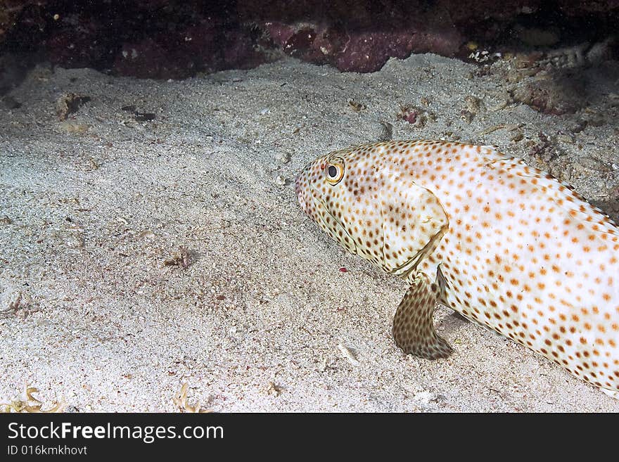 Greasy grouper (epinephelus tauvina) taken in the Red Sea.