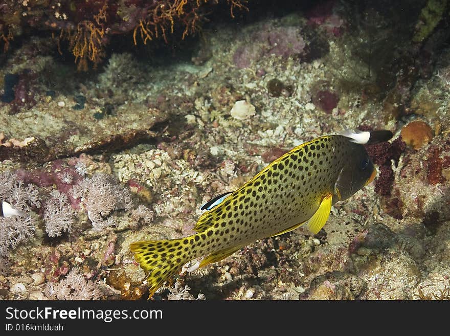 Blackspotted sweetlips (plectorhinchus gaterinus) taken in the Red Sea.