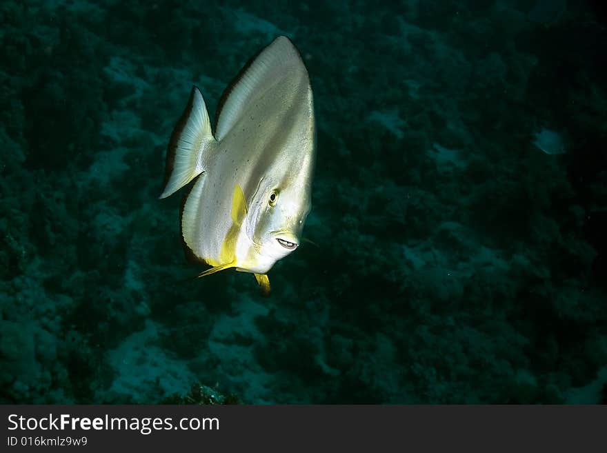 Orbicular spadefish (platax orbicularis)taken in the Red Sea.