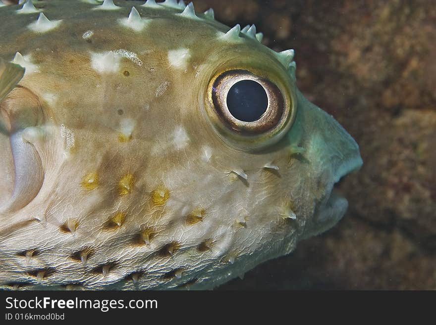 Yellowspotted burrfish (cyclichthys spilostylus)