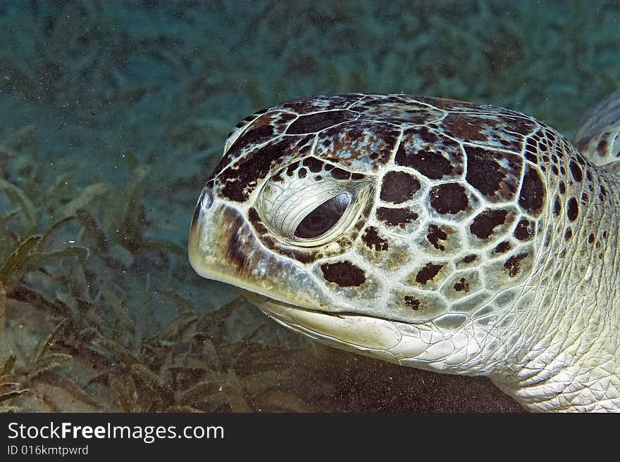 Green turtle (chelonia mydas) taken in the Red Sea.