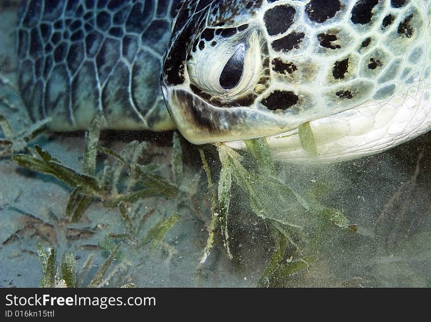 Green turtle (chelonia mydas) taken in the Red Sea.