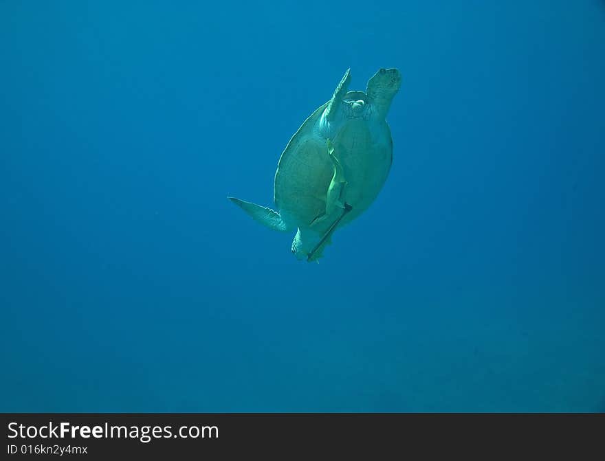 Green turtle (chelonia mydas) taken in the Red Sea.