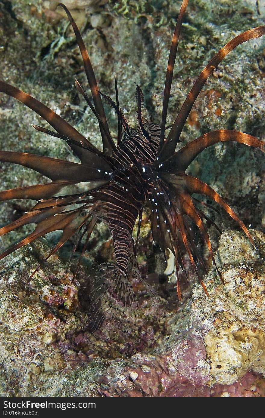 Clearfin lionfish (pterois radiata) taken in the Red Sea.