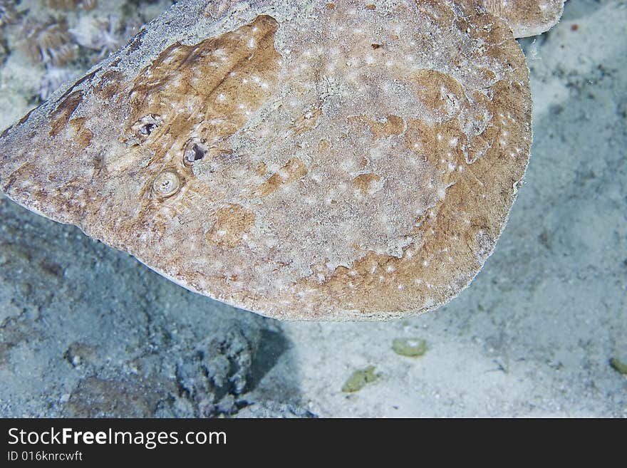 Leopard torpedo ray (torpedo panthera) taken in the Red Sea.