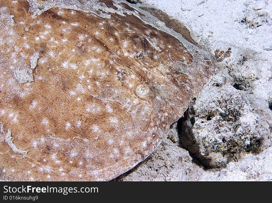 Leopard torpedo ray (torpedo panthera) taken in the Red Sea.