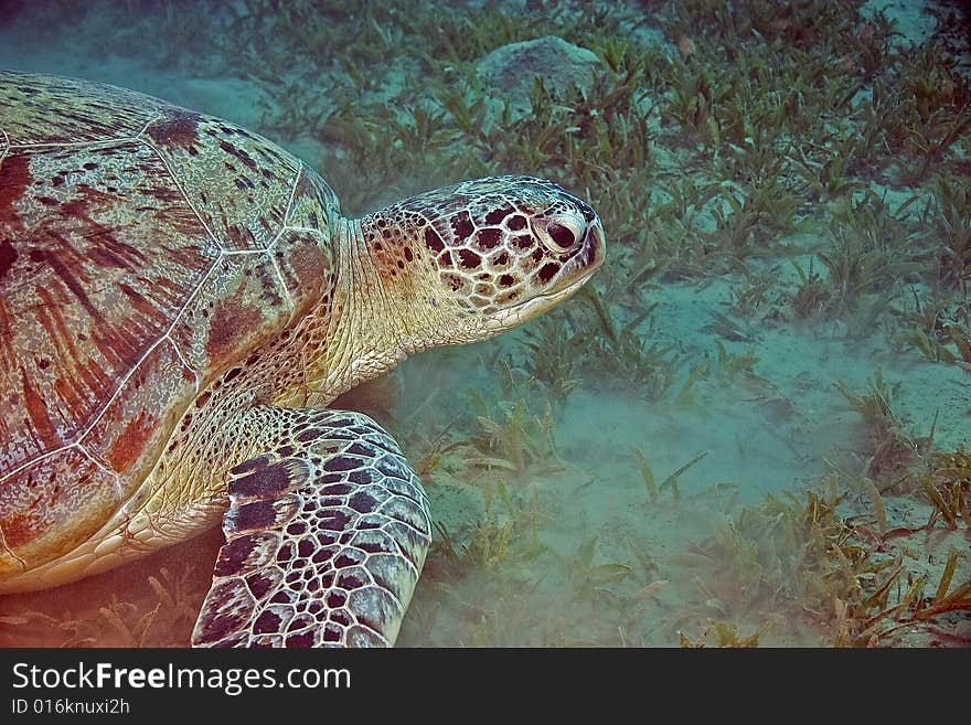 Green turtle (chelonia mydas) taken in the Red Sea.