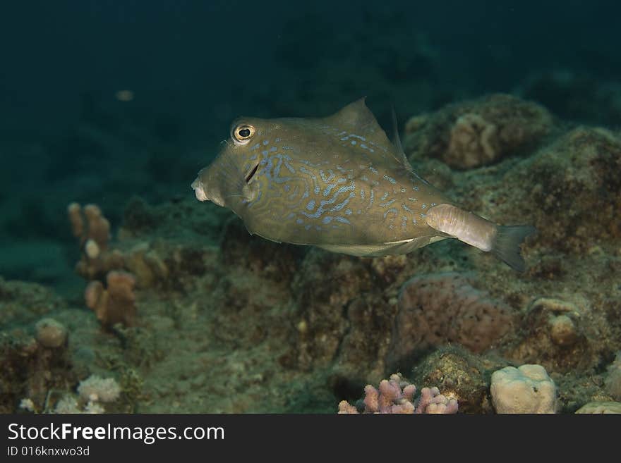 Thornback boxfish (tetrasomus gibbosus) taken in the Red Sea.