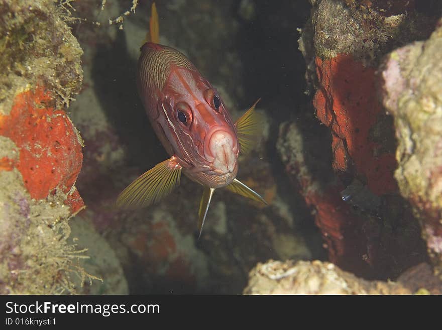 Longjawed squirrelfish (sargocentron spiniferum)