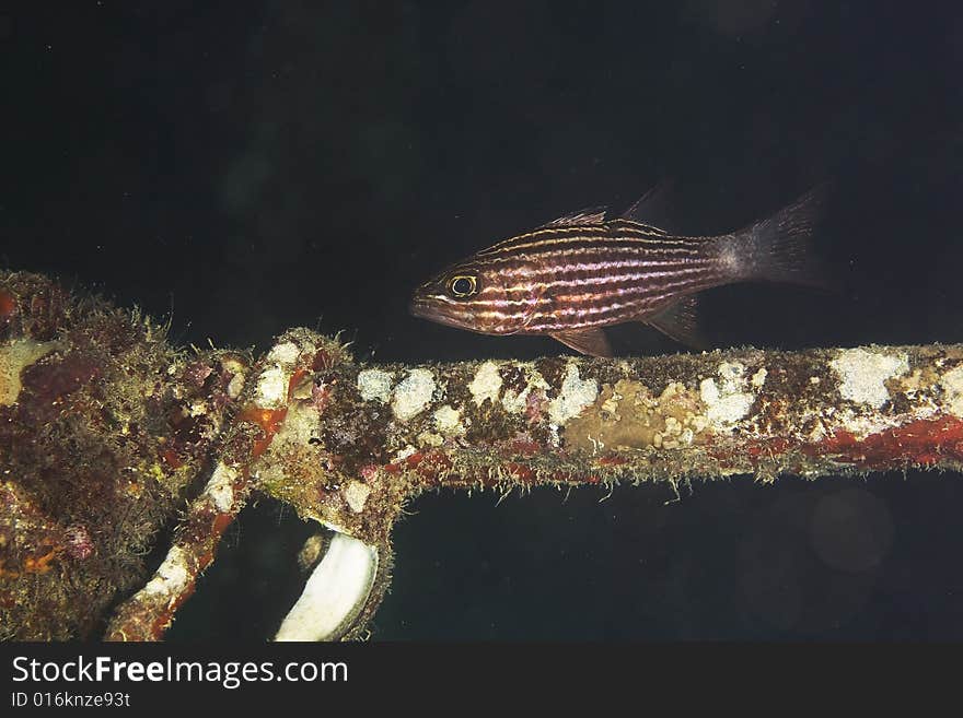 Tiger cardinalfish (cheilodipterus macrodon) taken in the Red Sea.