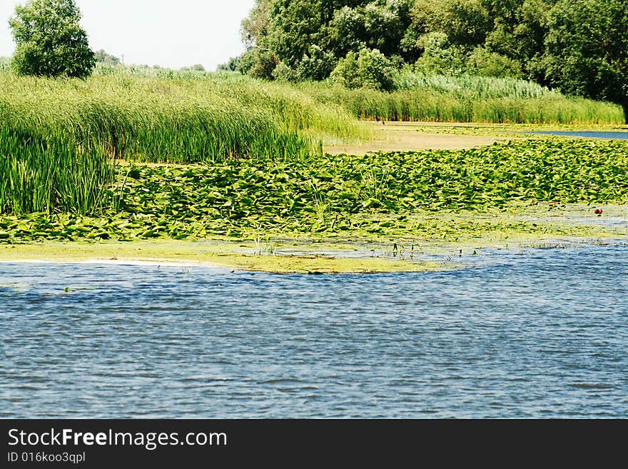 Vegetation