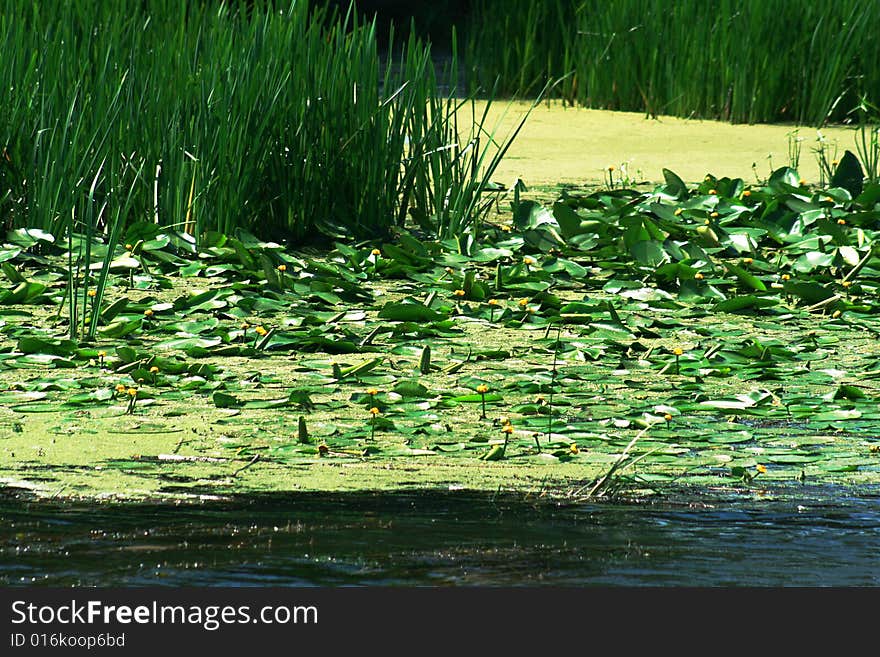 Vegetation