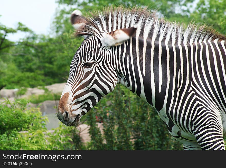 Zebra Flicking Ears