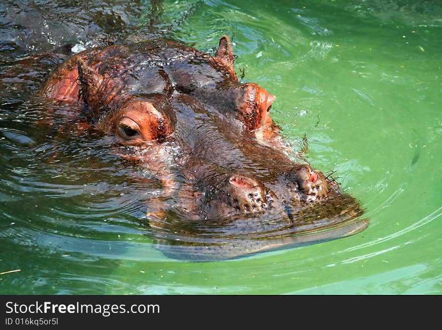 A hippopotamus face floating in the green water. A hippopotamus face floating in the green water