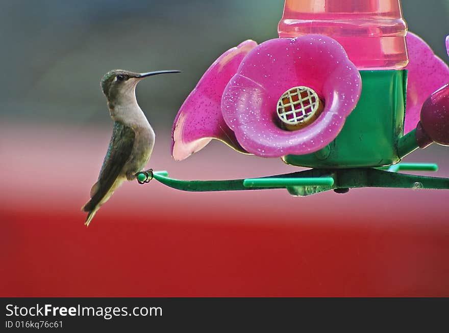 Hummingbird sitting