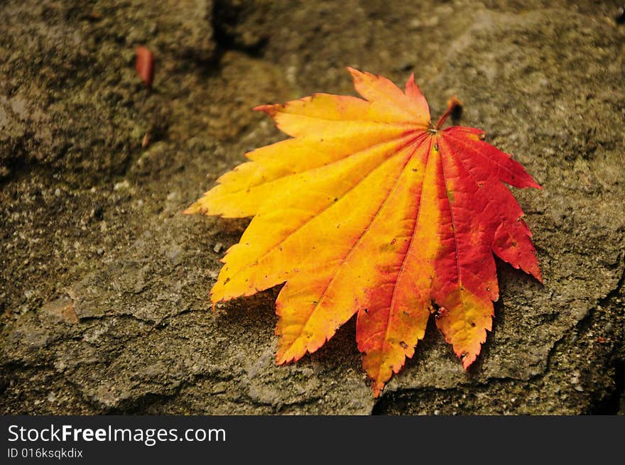 Colorful Japanese Maple Leaf In Autumn