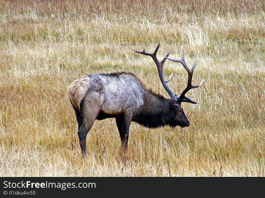 Photo of an elk in Yellowstone National Park.