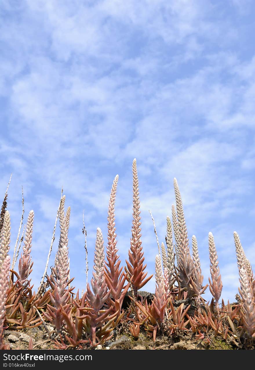 Orostachys fimbriatus on the blue sky background