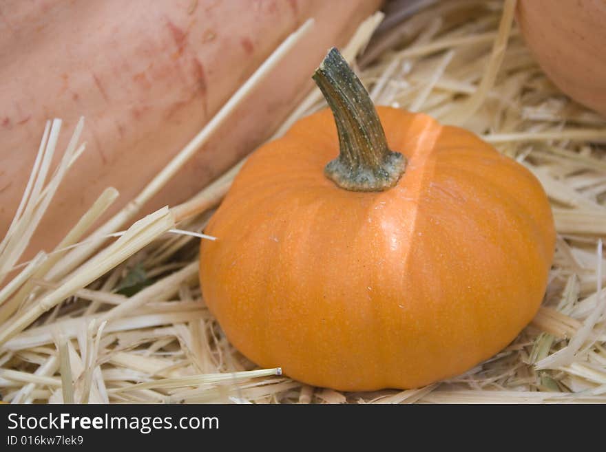 Little pumpkin on  straw among large pumpkins. Little pumpkin on  straw among large pumpkins