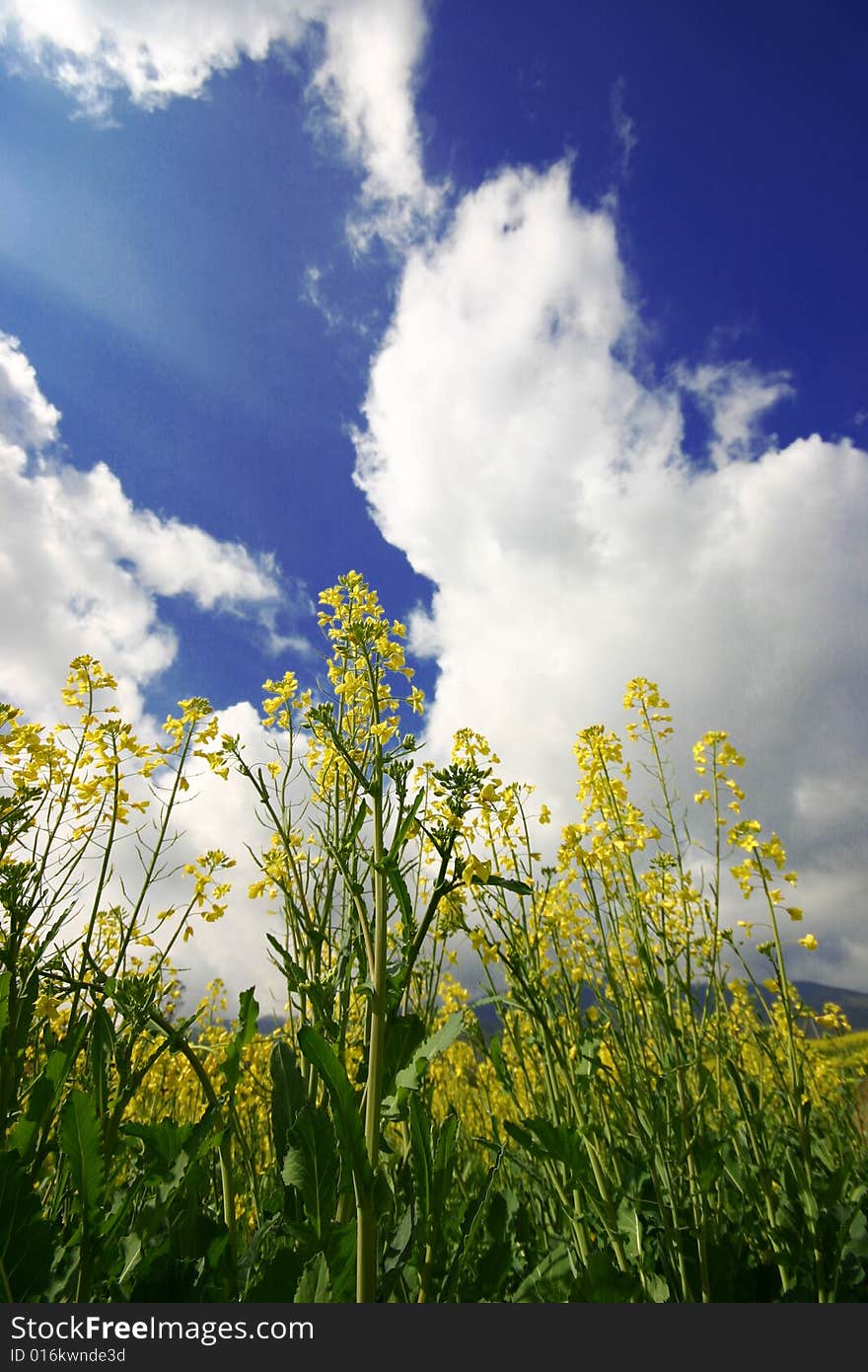 Yellow rape field under the bule sky and clouds. Yellow rape field under the bule sky and clouds