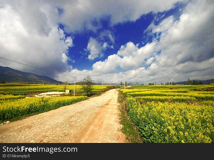 Yellow field under the bule sky and clouds. Yellow field under the bule sky and clouds
