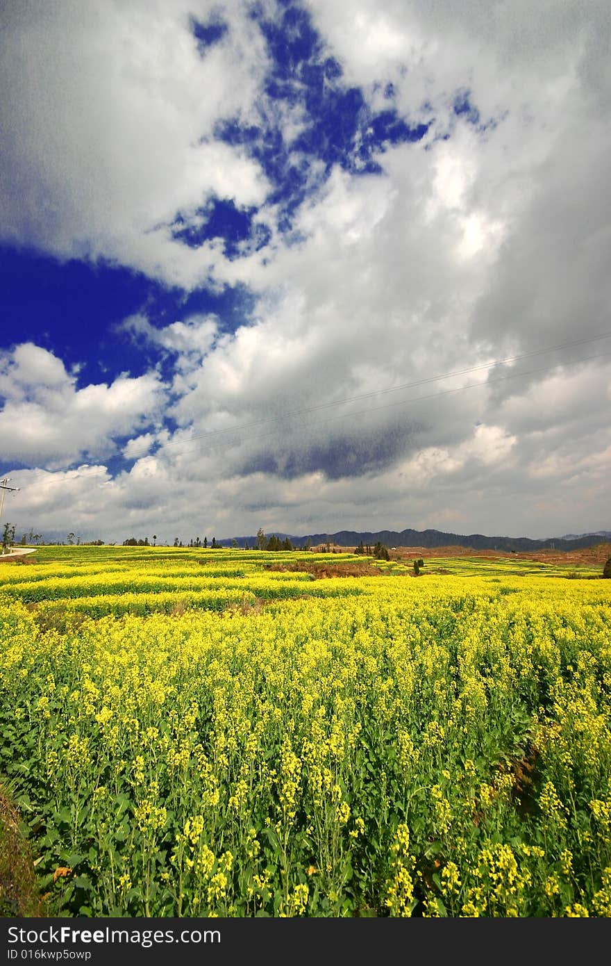 Yellow rape field under the bule sky and clouds. Yellow rape field under the bule sky and clouds