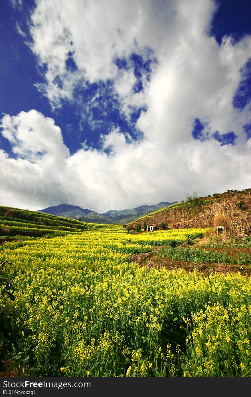 Yellow rape field under the bule sky and clouds. Yellow rape field under the bule sky and clouds