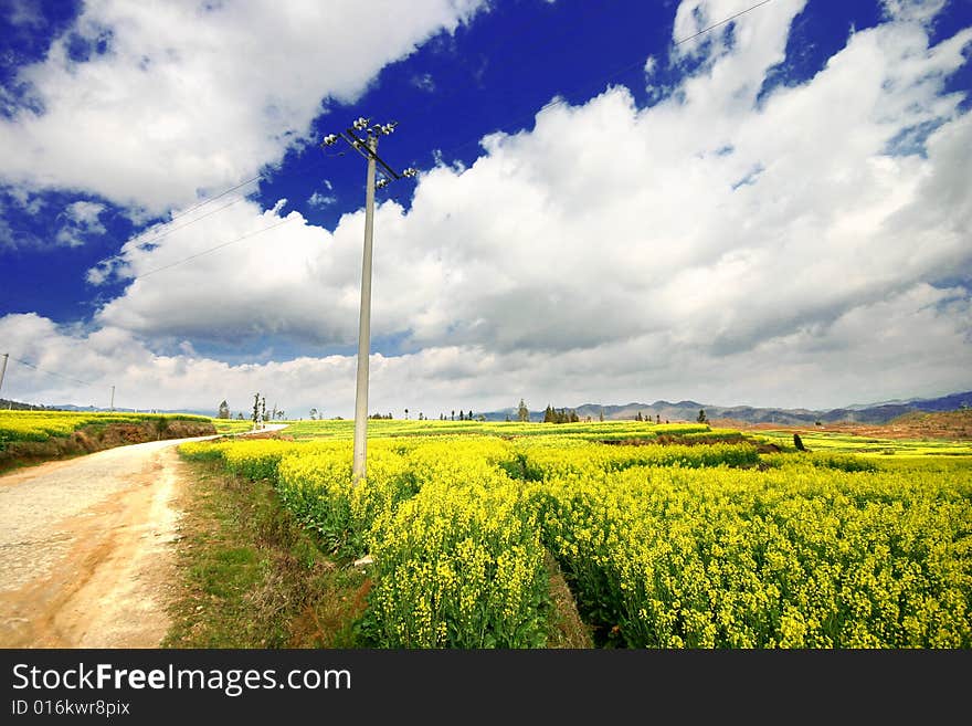 Yellow rape field under the bule sky and clouds. Yellow rape field under the bule sky and clouds