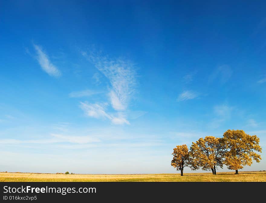 Three yellow oaks on the sky background. Panorama.
Russia, Autumn, October 2008. Three yellow oaks on the sky background. Panorama.
Russia, Autumn, October 2008.